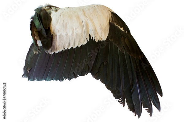 Obraz Bird wings isolated on white background