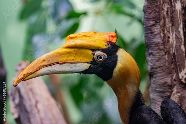 Fototapeta close up of a toucan