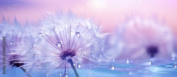 Fototapeta An extreme close-up image shows a dandelion with water droplets on the petals.