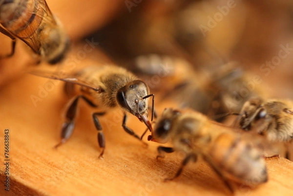 Obraz bee on the ground