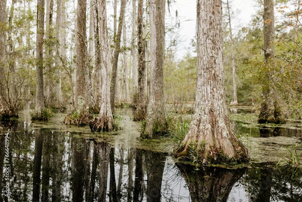 Fototapeta Beautiful landscape in a swamp with cypress trees with Spanish moss, aerial roots and alligators. Cypress Garden, Charleston, South Carolina, USA
