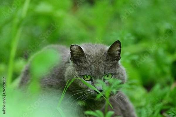 Obraz Feral Cat enjoying the freedom in the wild. 