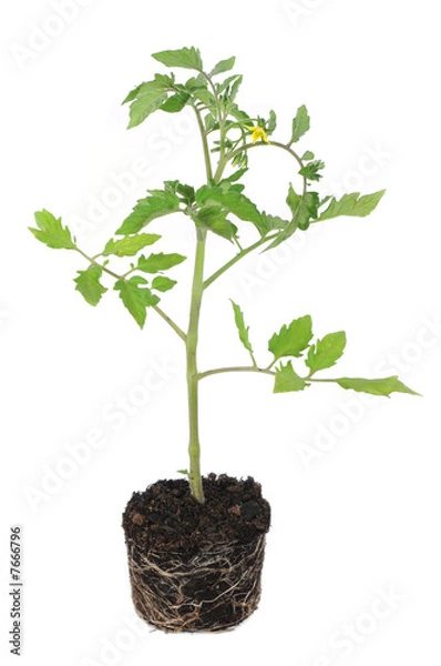 Obraz Young tomato plant