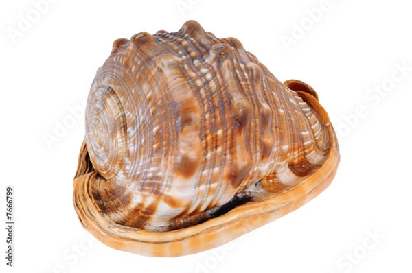 Obraz Big sea conch