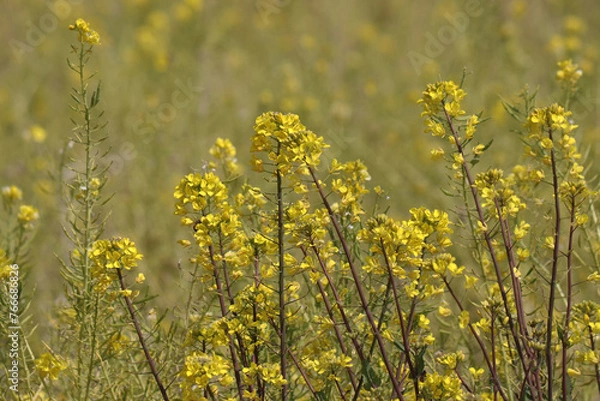 Obraz 春の花・菜の花