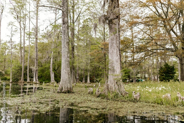 Fototapeta Beautiful landscape in a swamp with cypress trees with Spanish moss, aerial roots and alligators. Cypress Garden, Charleston, South Carolina, USA