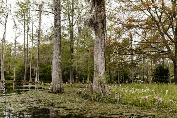Fototapeta Beautiful landscape in a swamp with cypress trees with Spanish moss, aerial roots and alligators. Cypress Garden, Charleston, South Carolina, USA