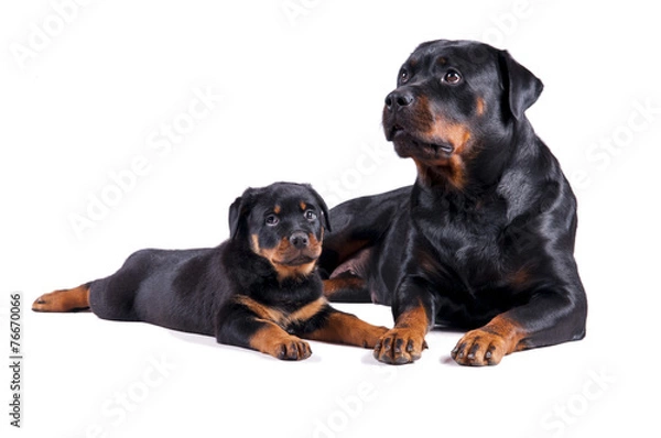 Obraz Matka rottweiler i szczeniaczek