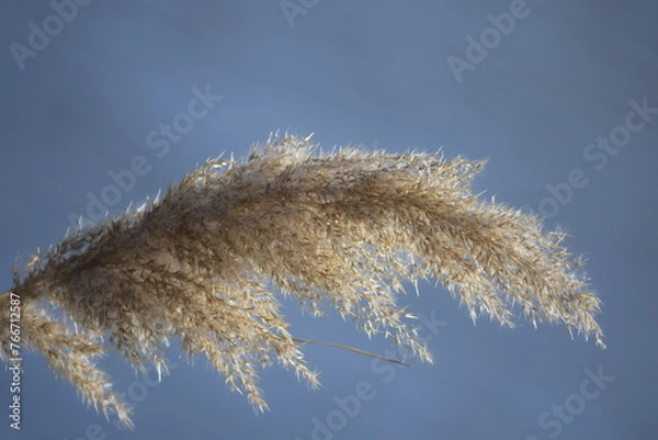 Obraz reeds in winter