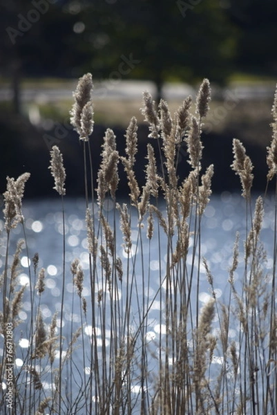Fototapeta reeds in the morning