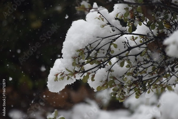 Fototapeta snow covered branches
