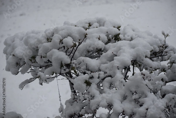 Fototapeta snow covered tree