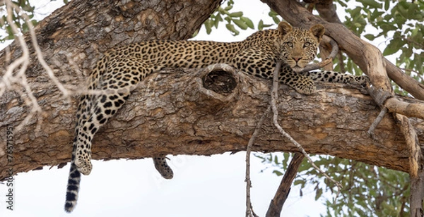 Fototapeta Leopard sitting in a tree in Botswana, Africa