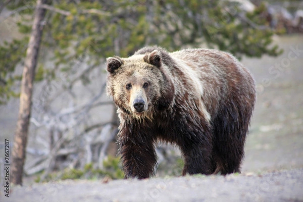 Obraz Yellowstone grizzly