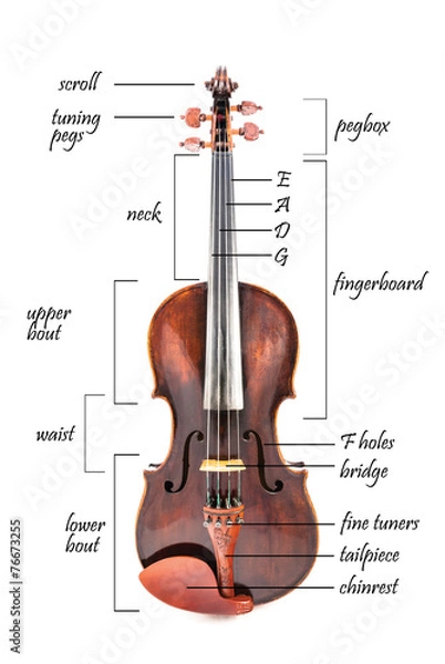 Obraz Parts of a violin