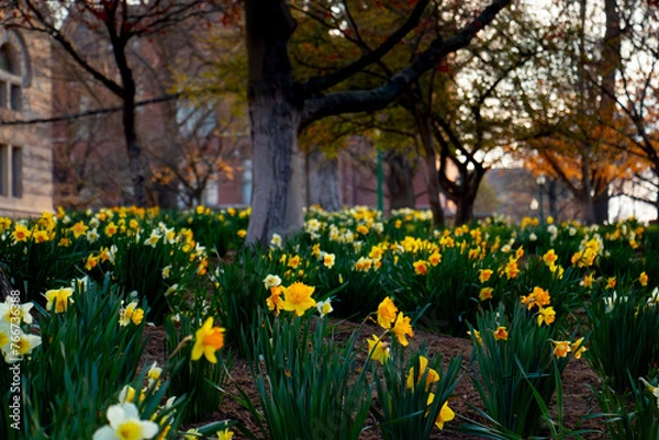 Fototapeta daffodils in spring