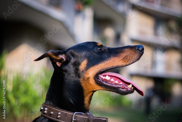 Fototapeta portrait of a dog
