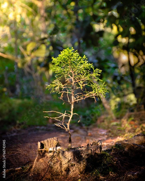 Fototapeta tree growing from chopped tree