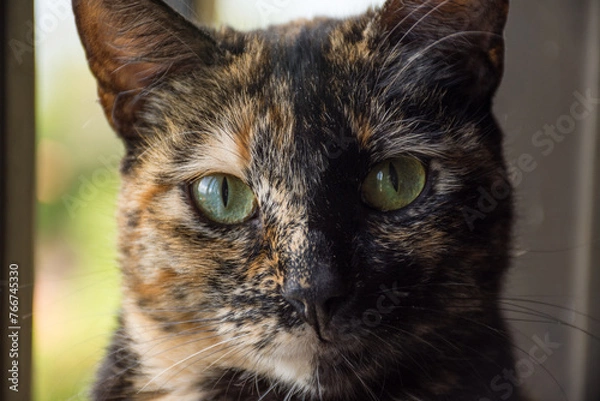 Fototapeta chimera cat