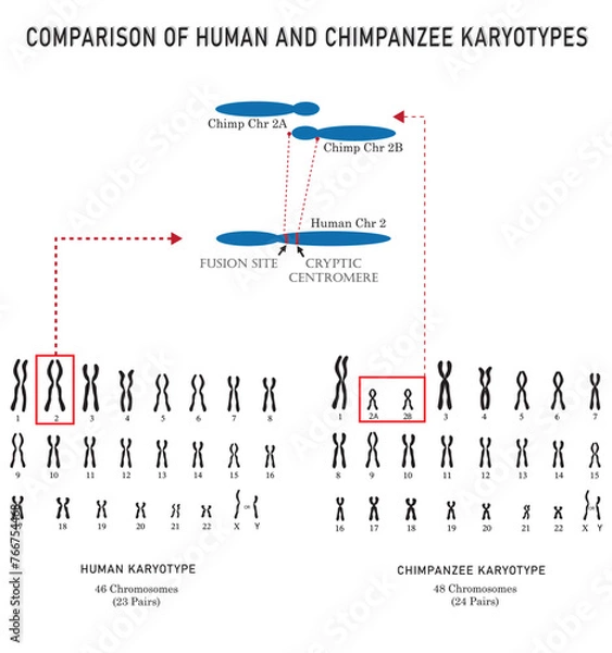 Fototapeta Differentiation between human and chimpanzee karyotypes isolated on background.	