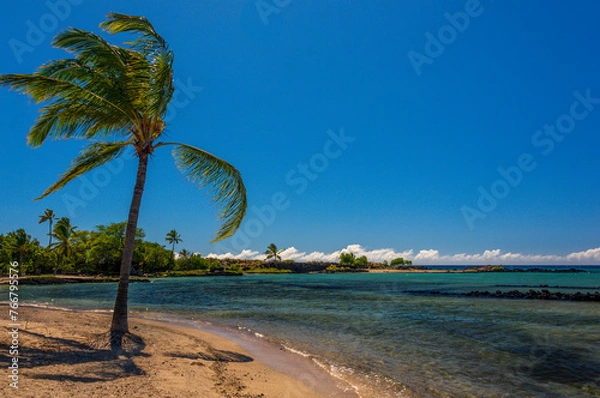 Obraz palm tree on the beach