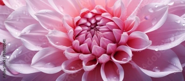 Fototapeta A closeup shot of a magenta flower with water droplets on its petals. The herbaceous plant displays a beautiful pattern, resembling a peachcolored annual plant