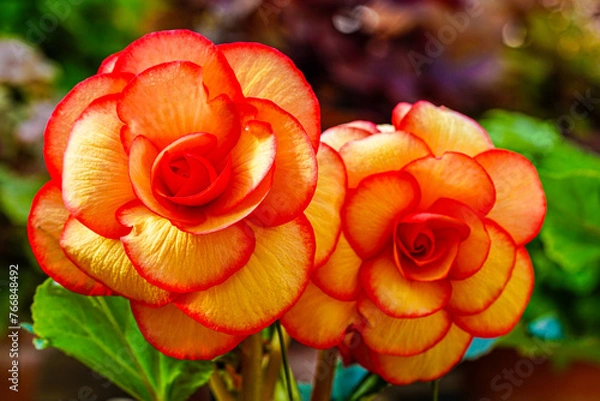 Obraz ベゴニアの花