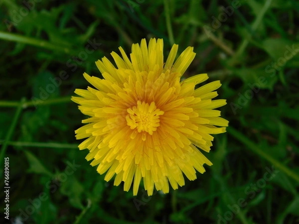 Obraz macro fiore in giardino