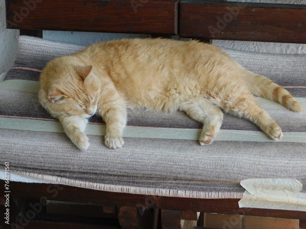 Obraz gatto che dorme