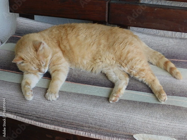 Obraz gatto che dorme