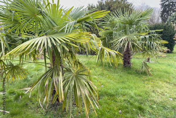 Obraz palm trees in the garden