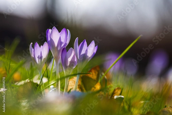 Obraz purple crocus flowers