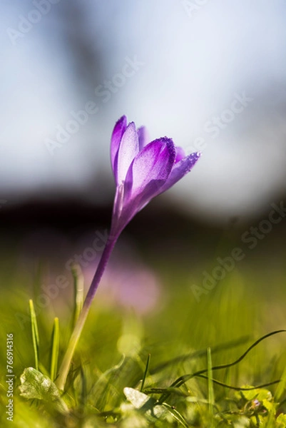 Obraz purple crocus flower