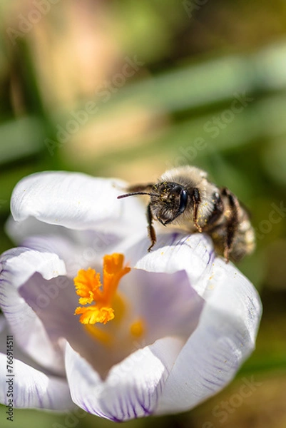 Obraz Bee o  a crocus
