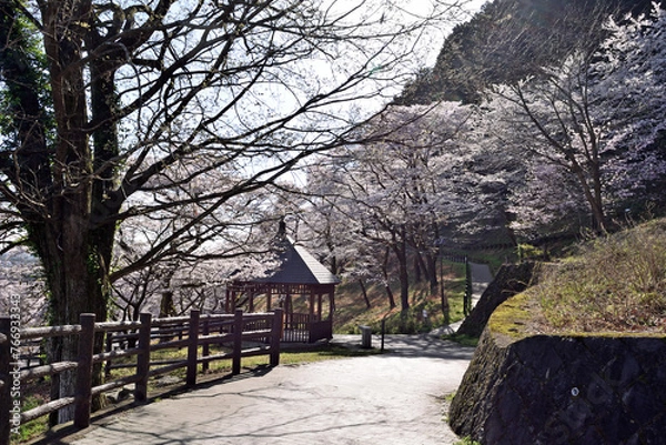 Obraz 【神奈川県】春の津久井湖城山公園  桜並木