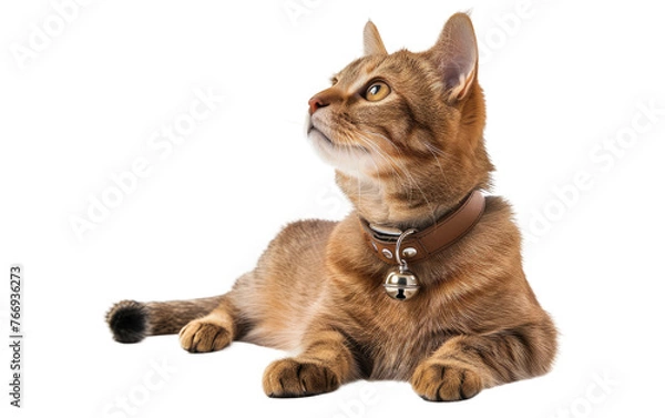 Fototapeta Bell-Adorned Collar for Dogs and Cats isolated on transparent Background