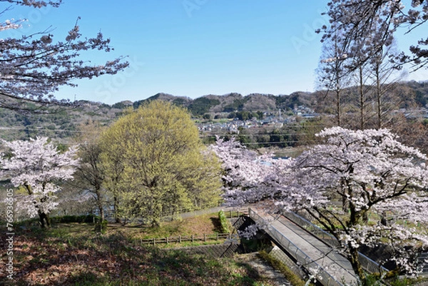Obraz 【神奈川県】春の津久井湖城山公園  桜並木