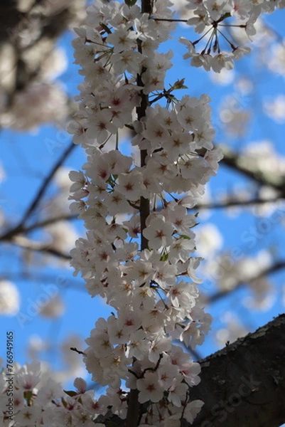 Fototapeta Blossoms on a branch, March 2024