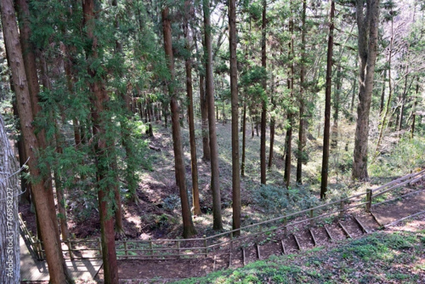 Obraz 【神奈川県】春の津久井湖城山公園  森の中の遊歩道