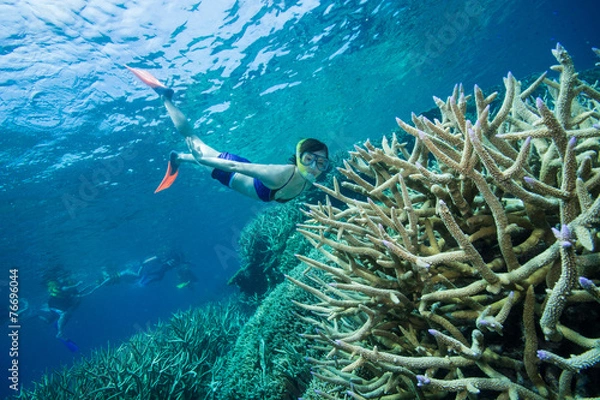 Obraz グレートバリアリーフでシュノーケリング