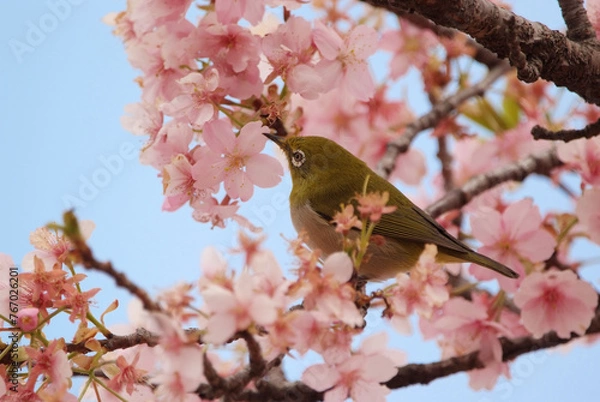 Obraz 河津桜にメジロ