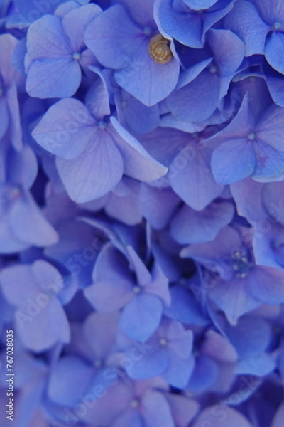 Fototapeta Hydrangea and  Snail