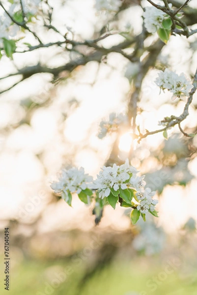 Obraz Frühlingsblühen