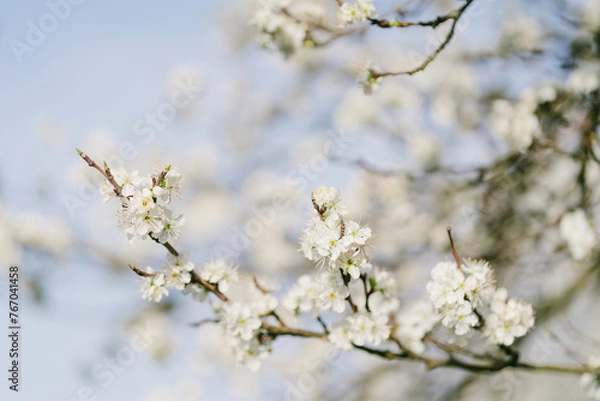 Obraz Frühlingsblühen