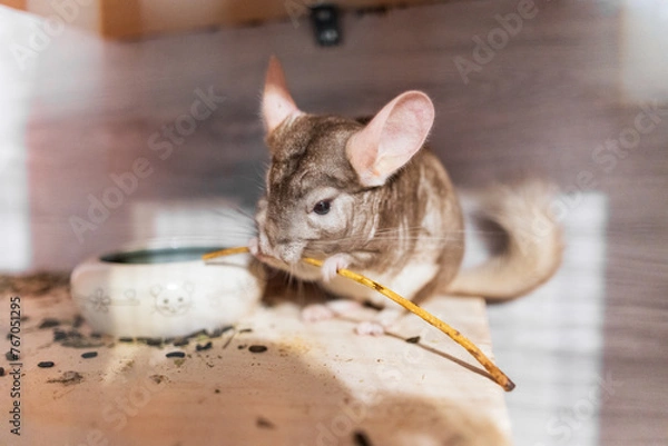 Fototapeta Cute pet chinchilla eating stick