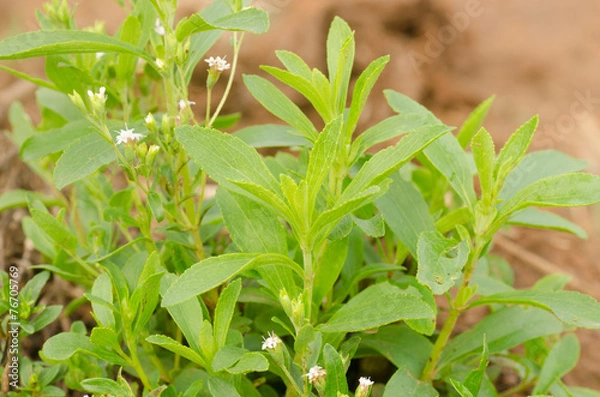 Fototapeta Stevia tree