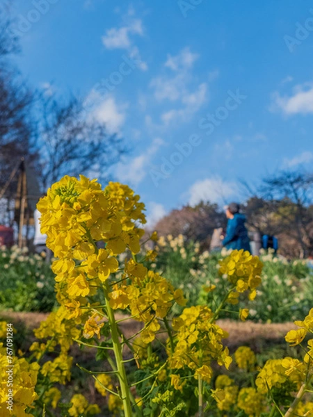 Obraz 青空と菜の花