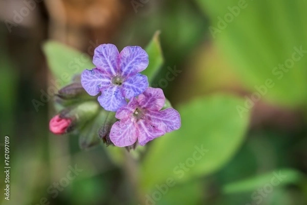 Obraz Close up of a purple flower (Pulmonaria obscura) with green leaves in the background.