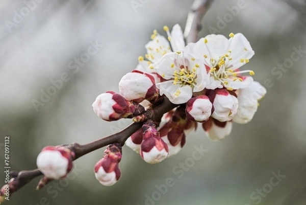 Obraz Flowers on the apricot tree in spring