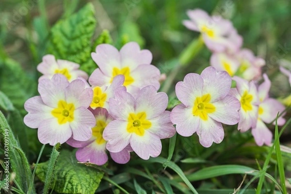 Obraz pink primrose flowers on green grass background, spring nature concept